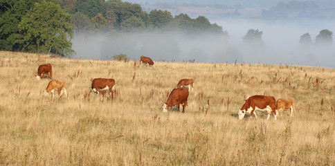 Danish cows in the fog
