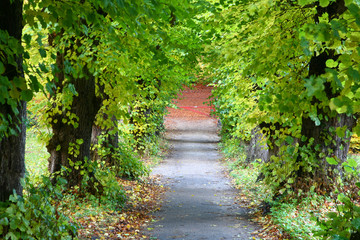 Fototapeta premium Trees and forest in Denmark
