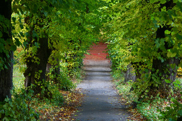 Obraz premium Trees and forest in Denmark