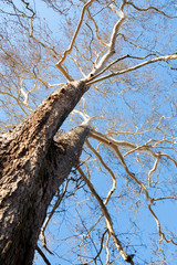 trunk of tree against blue sky