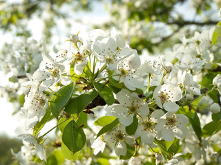 pear, tree, flower