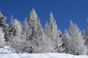 foresta