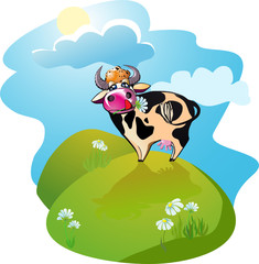 cow grazes in a meadow with daisies