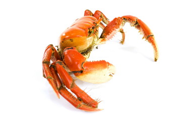 Crab