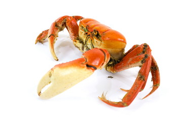 Crab