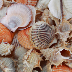 sea shell