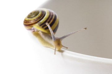 snail