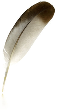 plume fond blanc