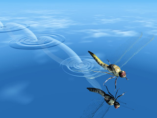 libellule sur l'eau © NJ