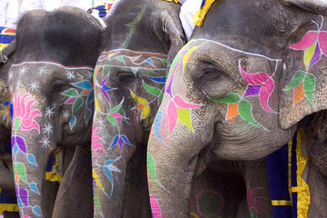 Fototapeta premium Colorful hand painted elephants, Holi festival, Jaipur, Rajasthan, India 