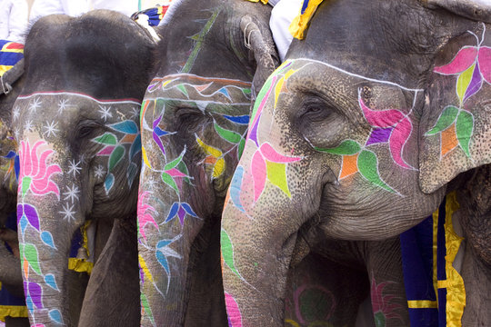 Fototapeta Colorful hand painted elephants, Holi festival, Jaipur, Rajasthan, India 