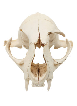 Cat Skull Cutout