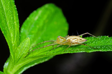 lynx spider in the parks