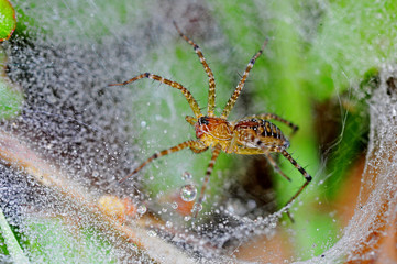 wolf spider and net in the parks