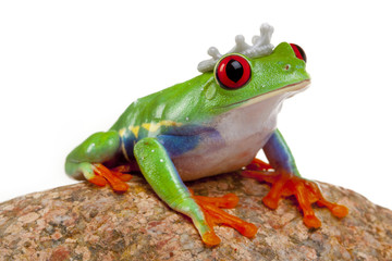 Prince Frog