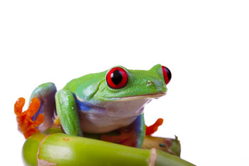 Bamboo Frog