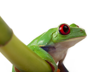 Bamboo Frog