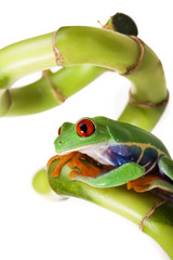 Bamboo Frog