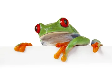 Acrylic prints Frog Crazy Frog!