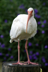 ibis on the stamp and blue flowers on background