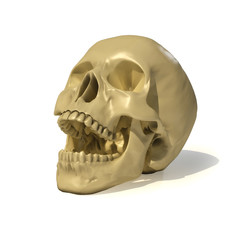 skull