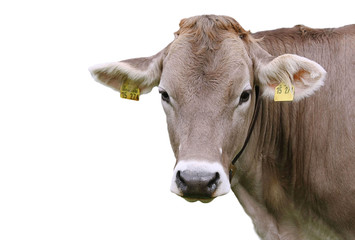 Milk cow, isolated