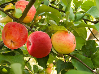 Fruit  apples
