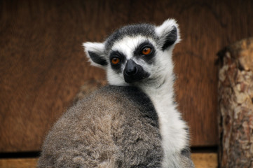 Obraz premium Ring tailed lemur
