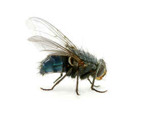 fly