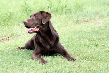 Brauner Labrador