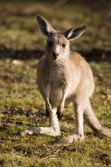 Naklejka na ściany i meble Baby-kangur - 2