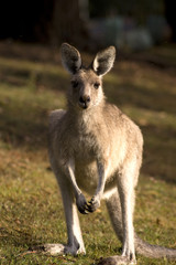 A portrait of a kangaroo