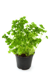 Parsley