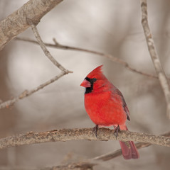 Northern Cardinal (Cardinalis cardinalis)