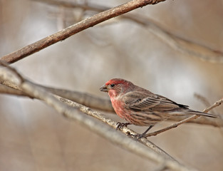 House Finch (Carpodacus mexicanus)