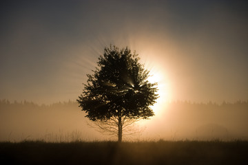 Лучи утреннего солнца пронизываю крону одинокого дерева