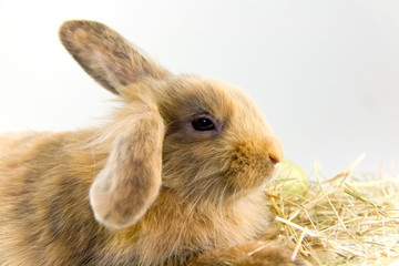 Kaninchen