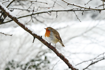 robin redbreast