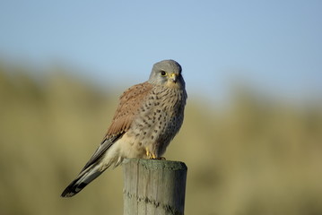Turmfalke