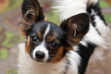 Young papillon