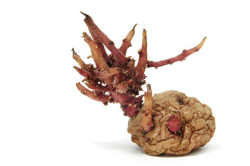 sprouting potato
