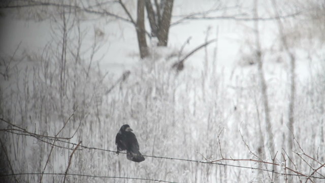 Crows in winter