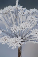 fleur de neige