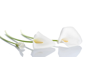 Three white  calla lilies