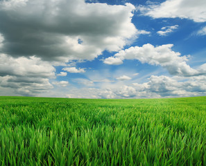 green grass and blue sky