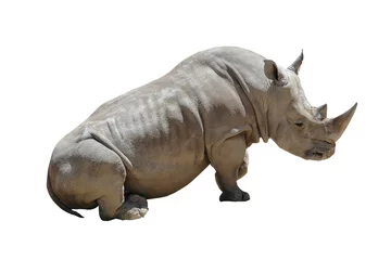 Foto op Aluminium White Rhino Isolated on White Background with Clipping Path © gracious_tiger