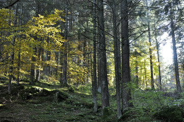 bosco foresta autunno