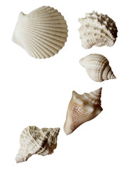 Seashell