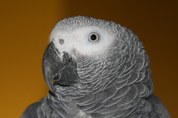 parrot