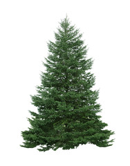 Obraz premium Pine Tree